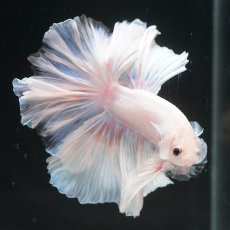 画像14: HM　ホワイトファンシー (14)