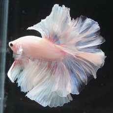 画像13: HM　ホワイトファンシー (13)