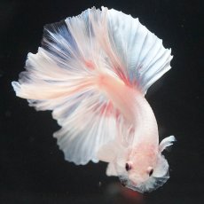 画像12: HM　ホワイトファンシー (12)