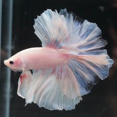 画像5: HM　ホワイトファンシー (5)