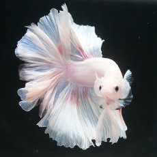 画像3: HM　ホワイトファンシー (3)