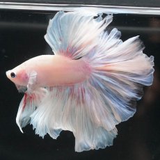 画像11: HM　ホワイトファンシー (11)