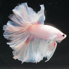 画像10: HM　ホワイトファンシー (10)