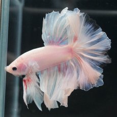 画像9: HM　ホワイトファンシー (9)