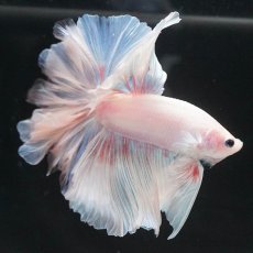 画像8: HM　ホワイトファンシー (8)