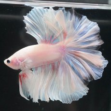 画像7: HM　ホワイトファンシー (7)