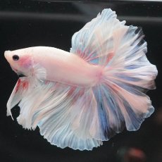 画像2: HM　ホワイトファンシー (2)