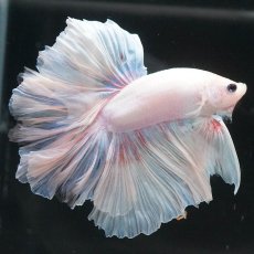 画像4: HM　ホワイトファンシー (4)