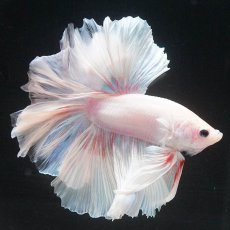 画像1: HM　ホワイトファンシー (1)