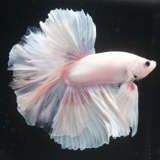 画像6: HM　ホワイトファンシー (6)