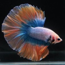 画像2: HM　イエローブルー (2)