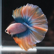 画像7: HM　イエローブルー (7)