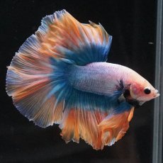 画像4: HM　イエローブルー (4)