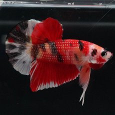 画像1: HMPK　キャンディ (1)