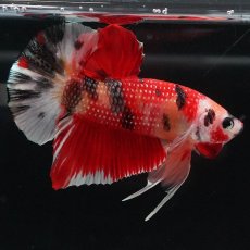 画像10: HMPK　キャンディ (10)