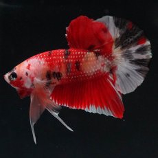 画像9: HMPK　キャンディ (9)