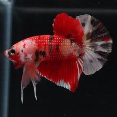 画像7: HMPK　キャンディ (7)