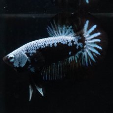 画像1: HMPK　ブルーブラックサムライ (1)