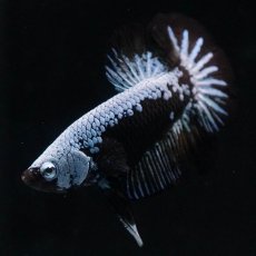 画像4: HMPK　ブルーブラックサムライ (4)