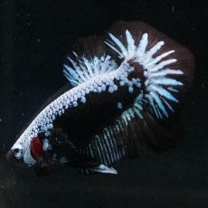 画像9: HMPK　ブルーブラックサムライ (9)