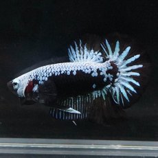 画像8: HMPK　ブルーブラックサムライ (8)