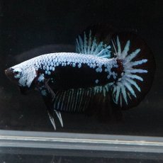 画像6: HMPK　ブルーブラックサムライ (6)