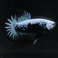 画像7: HMPK　ブルーブラックサムライ (7)