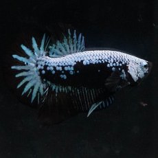 画像5: HMPK　ブルーブラックサムライ (5)