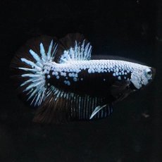 画像3: HMPK　ブルーブラックサムライ (3)