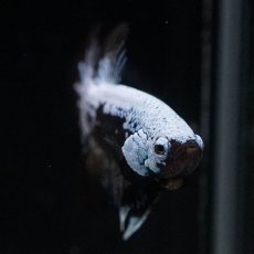 画像2: HMPK　ブルーブラックサムライ (2)