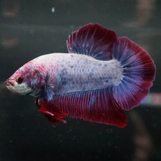 画像10: GHMPK　ファンシー (10)