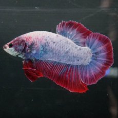 画像1: GHMPK　ファンシー (1)