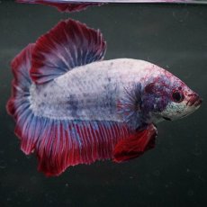 画像3: GHMPK　ファンシー (3)