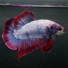 画像5: GHMPK　ファンシー (5)