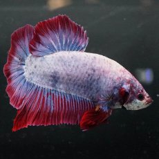 画像9: GHMPK　ファンシー (9)