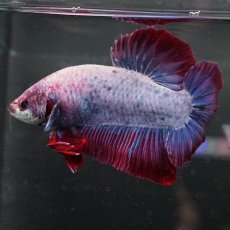 画像8: GHMPK　ファンシー (8)