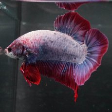 画像6: GHMPK　ファンシー (6)