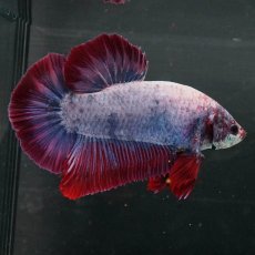 画像2: GHMPK　ファンシー (2)