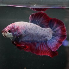 画像4: GHMPK　ファンシー (4)