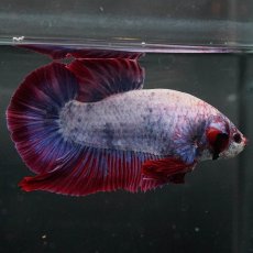 画像7: GHMPK　ファンシー (7)