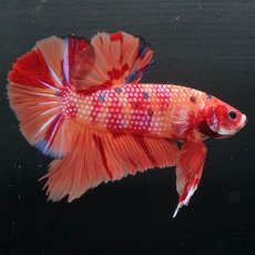 画像1: GHMPK　キャンディ (1)