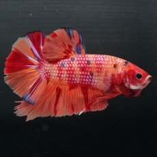 画像7: GHMPK　キャンディ (7)