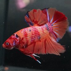 画像6: GHMPK　キャンディ (6)