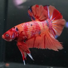 画像2: GHMPK　キャンディ (2)