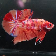 画像3: GHMPK　キャンディ (3)