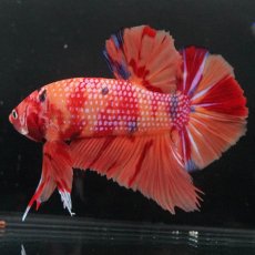 画像4: GHMPK　キャンディ (4)