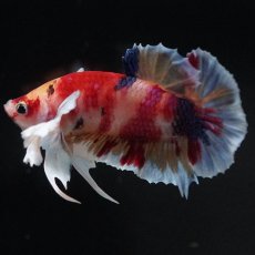 画像11: HMPKダンボ　キャンディ (11)