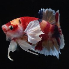 画像3: HMPKダンボ　キャンディ (3)