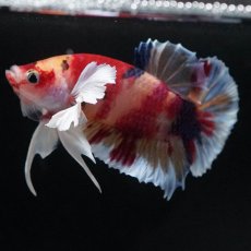 画像1: HMPKダンボ　キャンディ (1)