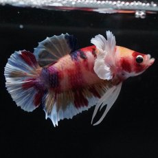 画像10: HMPKダンボ　キャンディ (10)